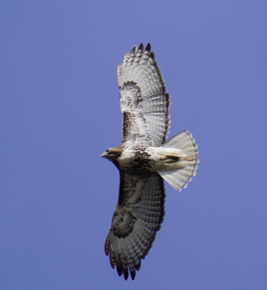 káně rudochvostá - ML646658271