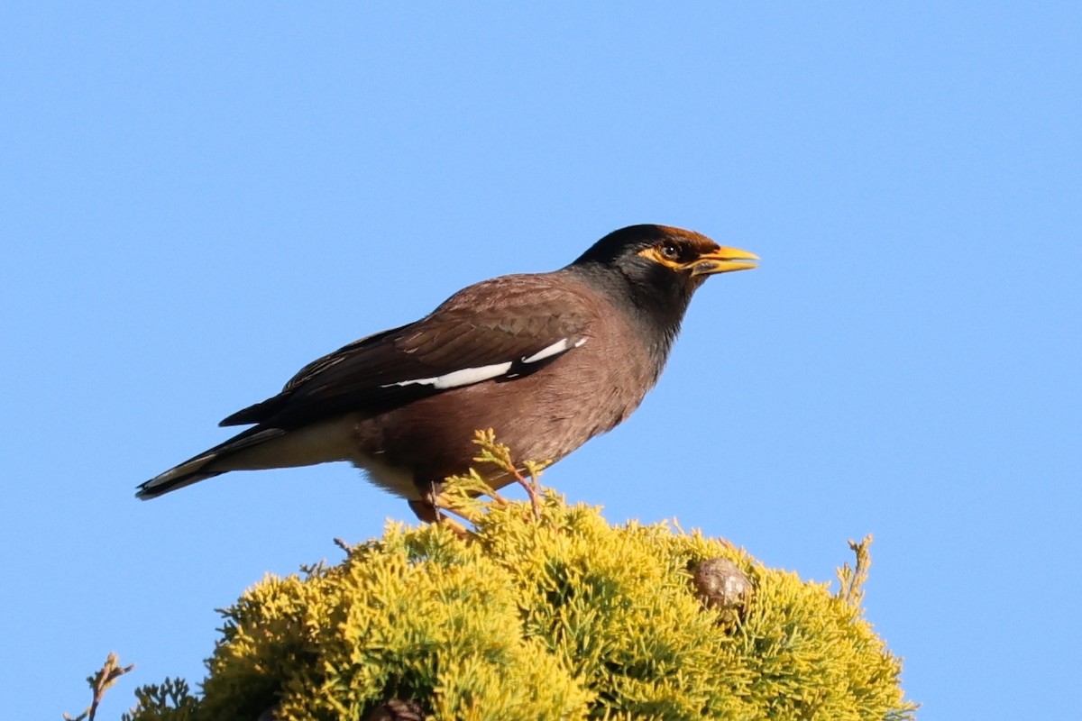 majna obecná - ML646658273