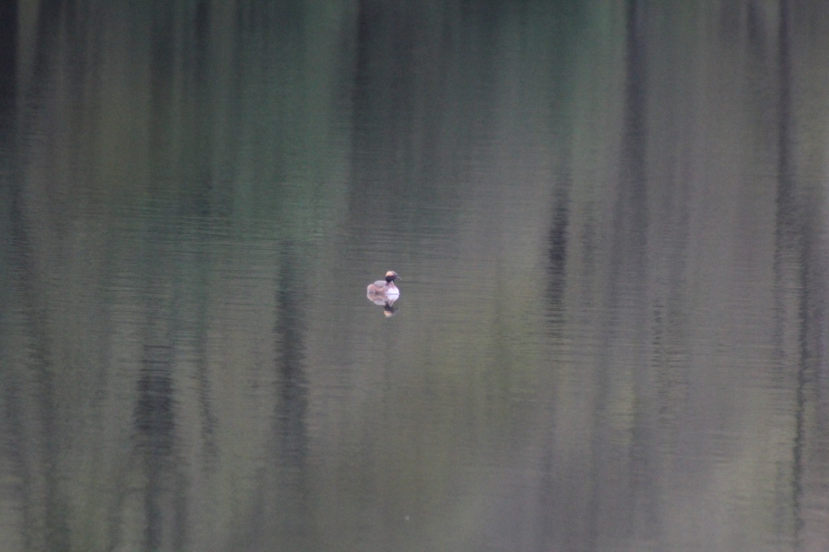 potápka žlutorohá - ML646658274