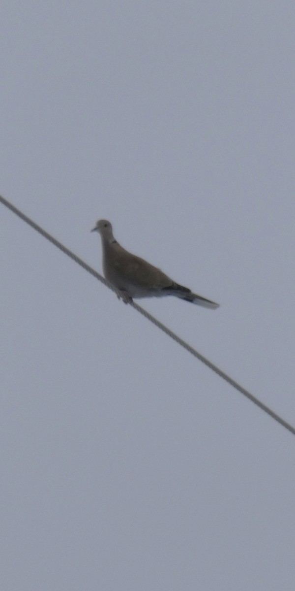 Eurasian Collared-Dove - ML646658276