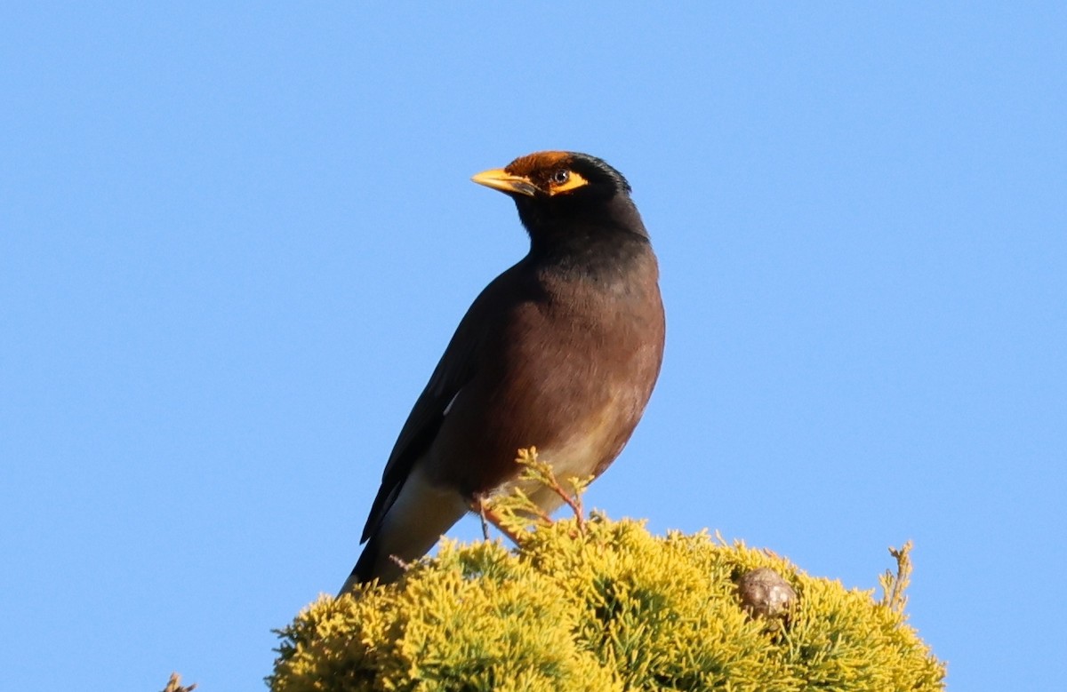 majna obecná - ML646658277