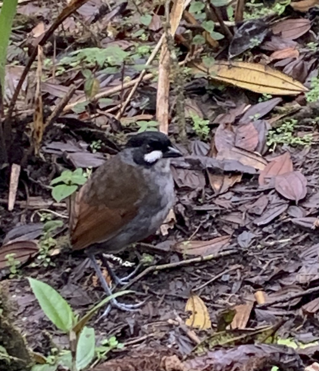 Jocotoco Antpitta - ML646658279