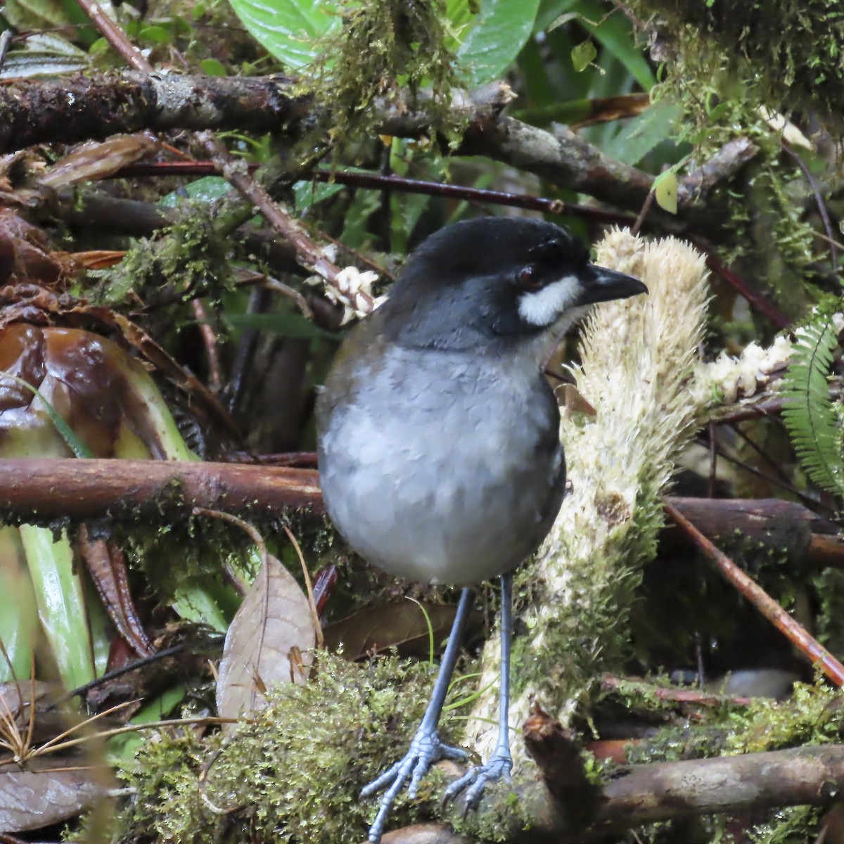 Jocotoco Antpitta - ML646658280