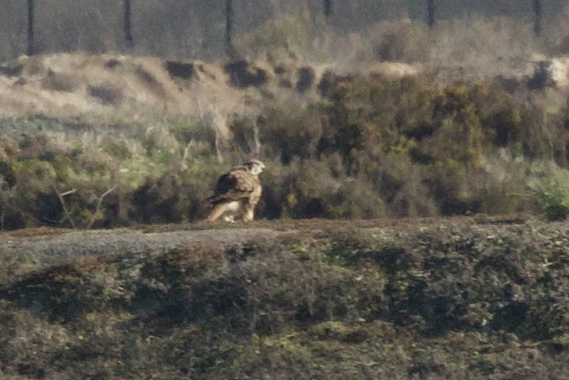 Präriefalke - ML646658282