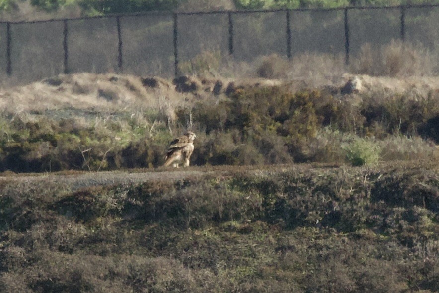 Präriefalke - ML646658283