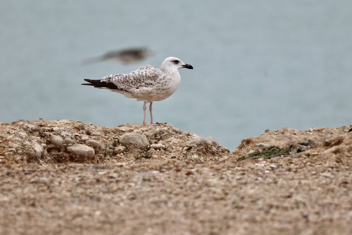 racek arménský - ML646658287