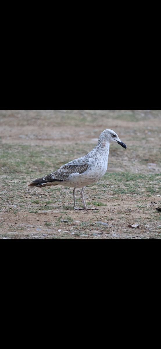 racek bělohlavý - ML646658289