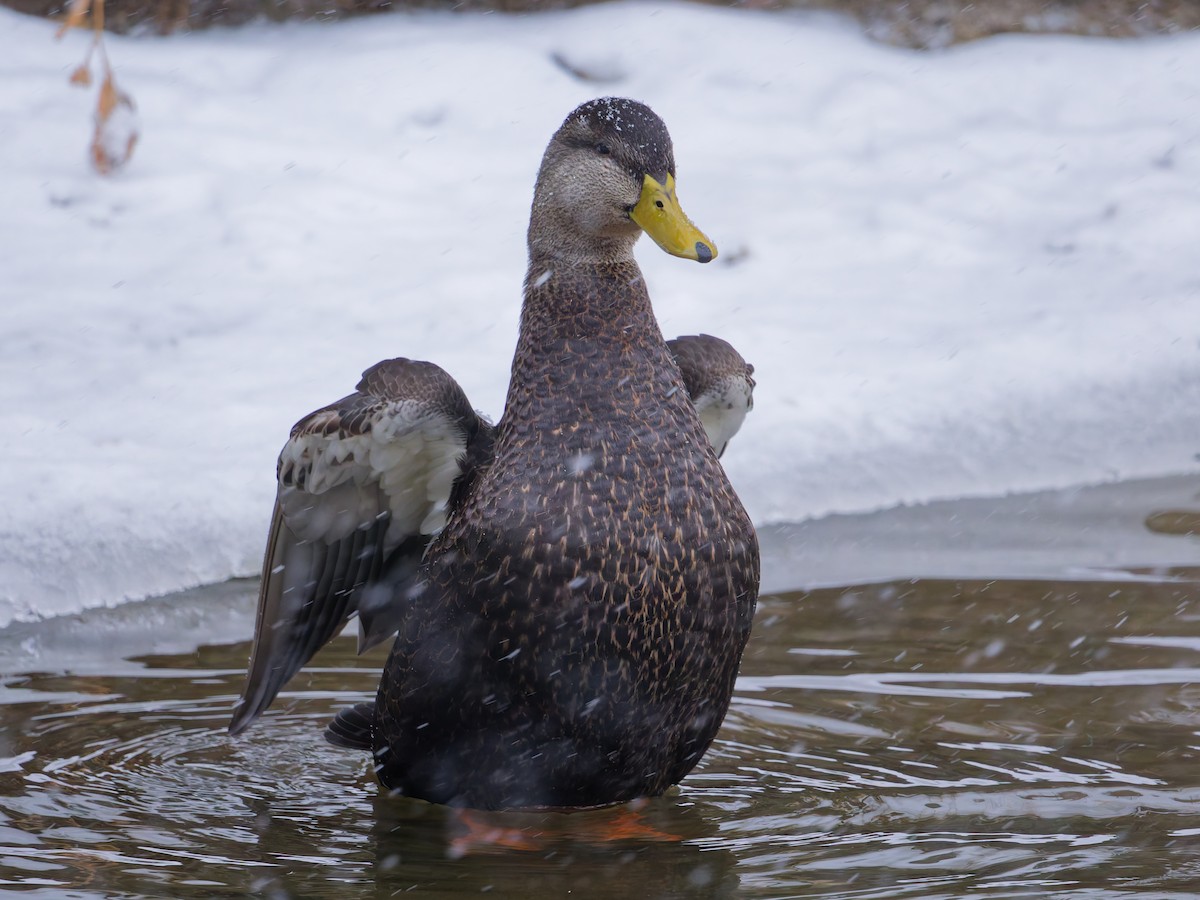 kachna tmavá - ML646658290