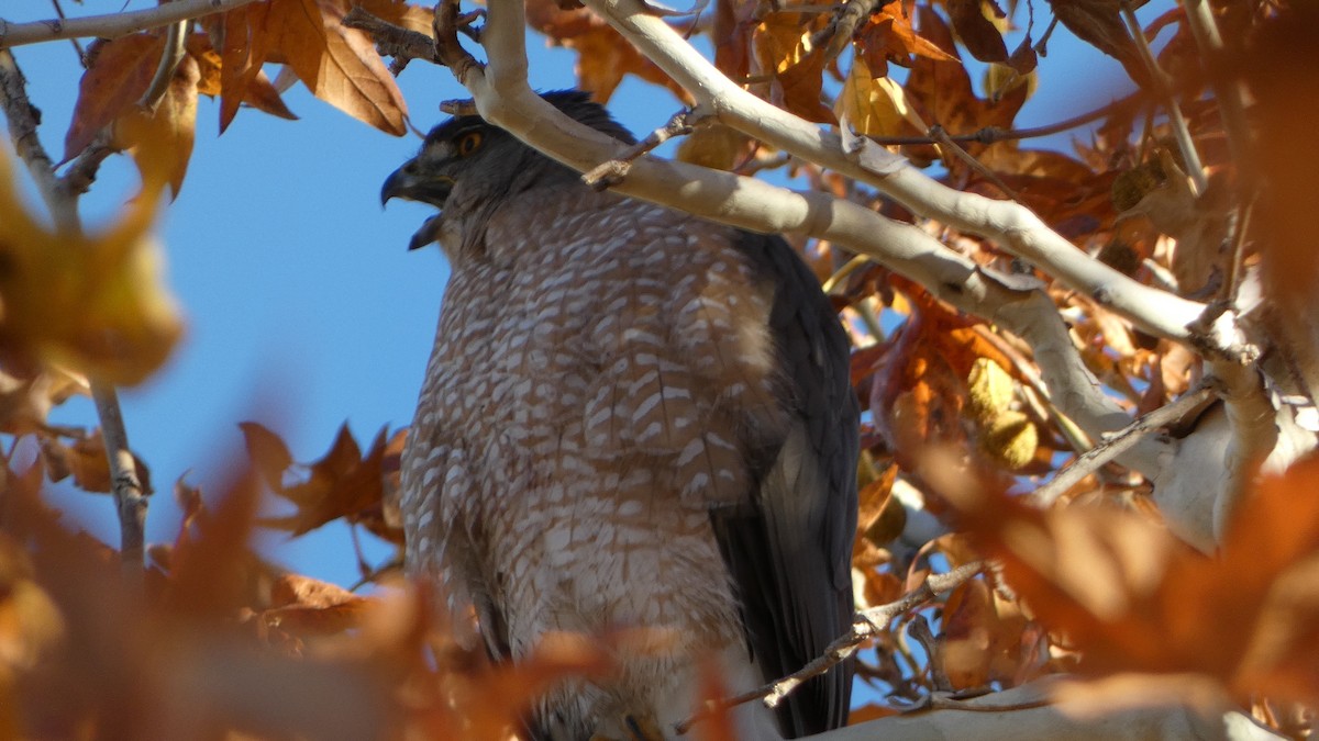 jestřáb americký - ML646658293