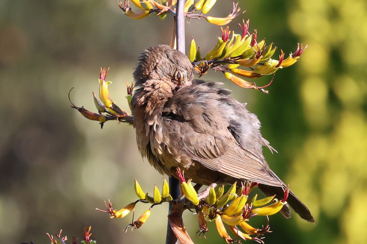 kos černý - ML646658294