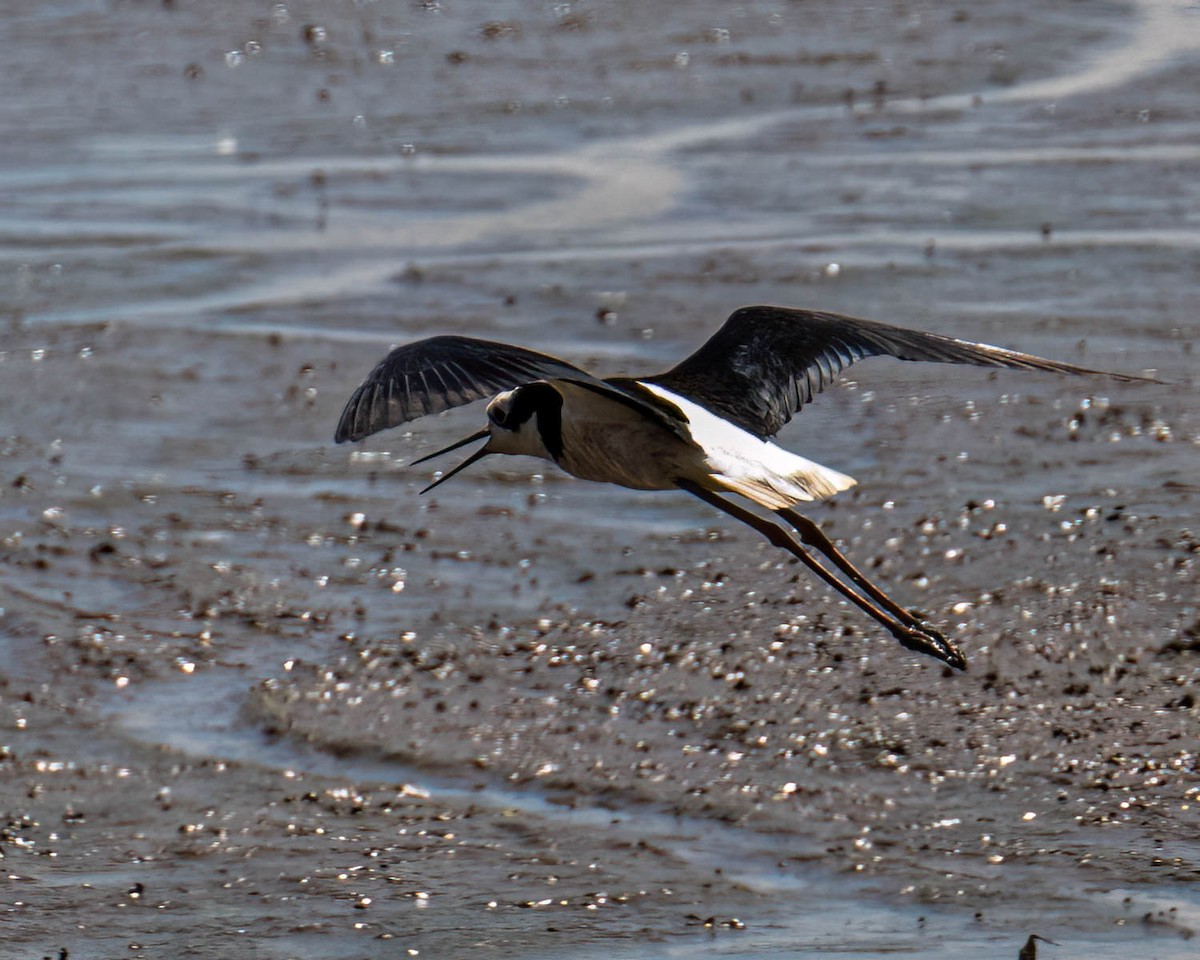 pisila černokrká (ssp. melanurus) - ML646658296