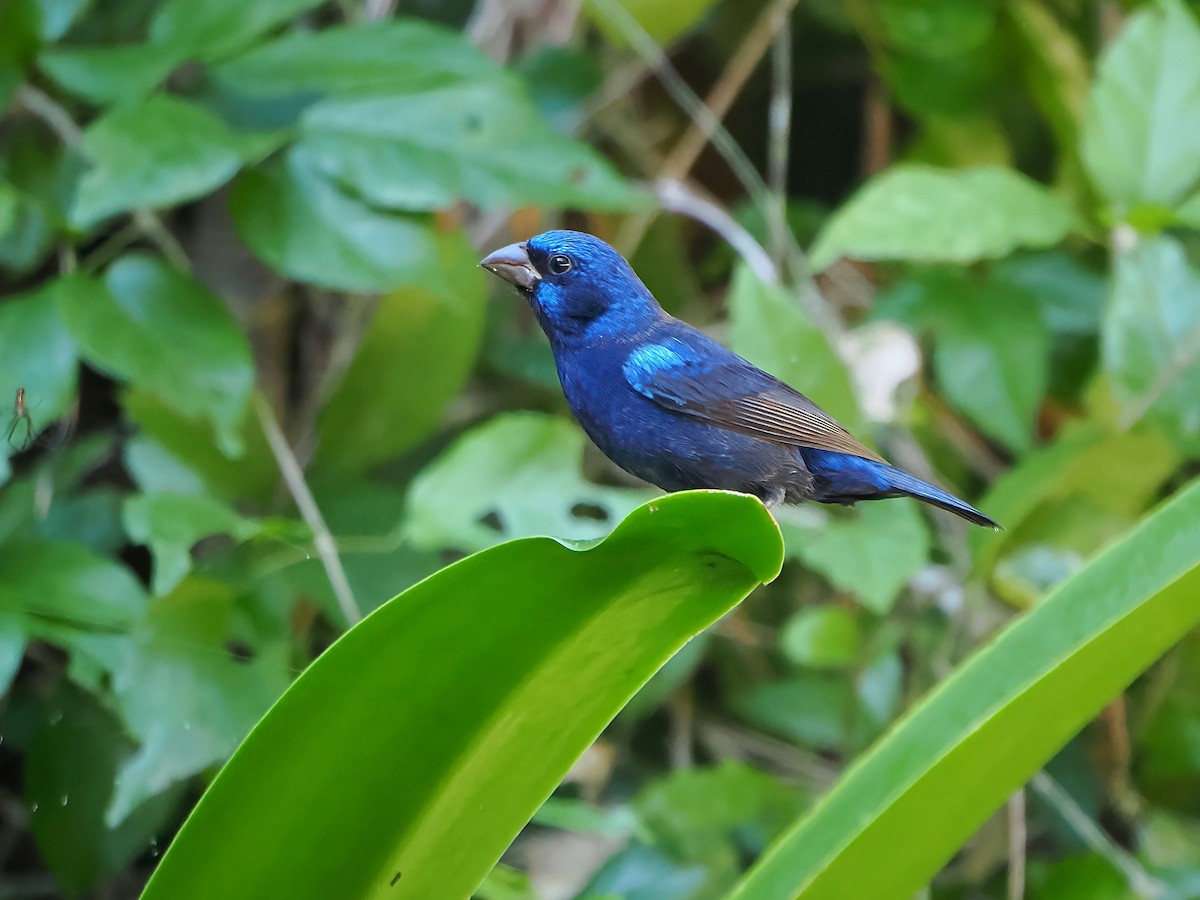 Blue Bunting - ML646658297