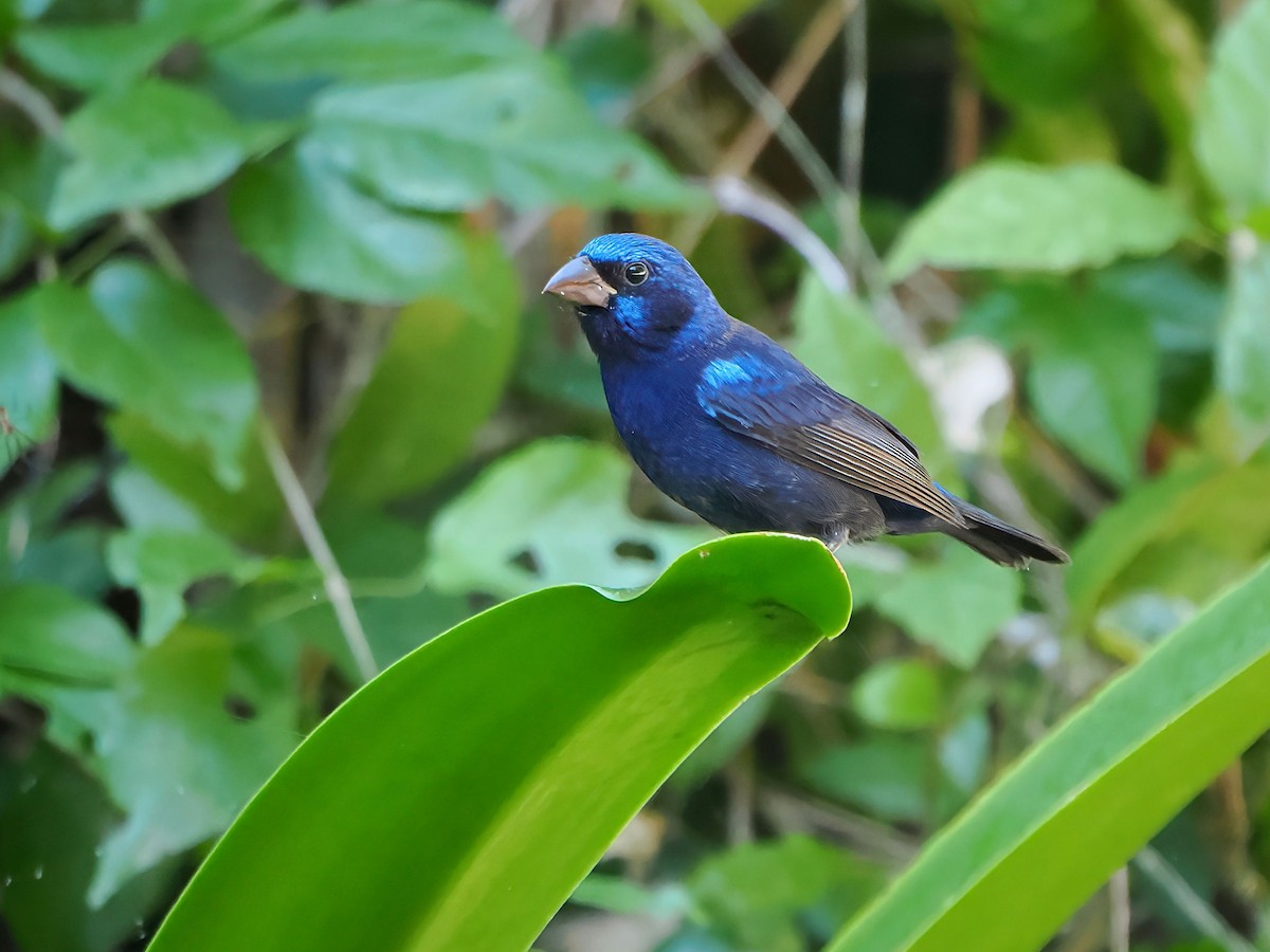 Blue Bunting - ML646658298