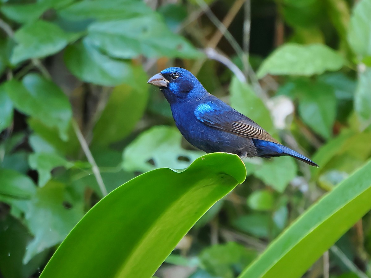 Blue Bunting - ML646658299