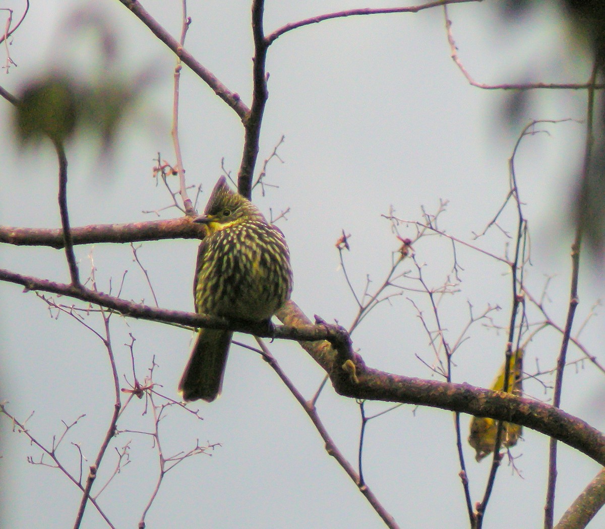 Striated Bulbul - ML646658300