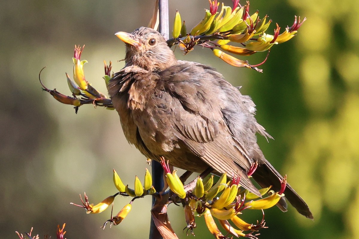 kos černý - ML646658301