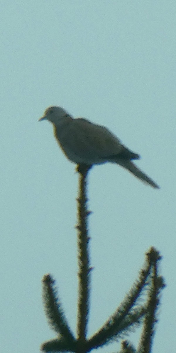 Eurasian Collared-Dove - ML646658303