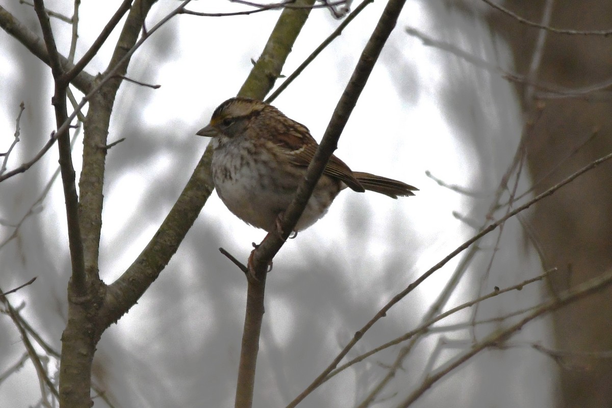 strnadec bělohrdlý - ML646658304