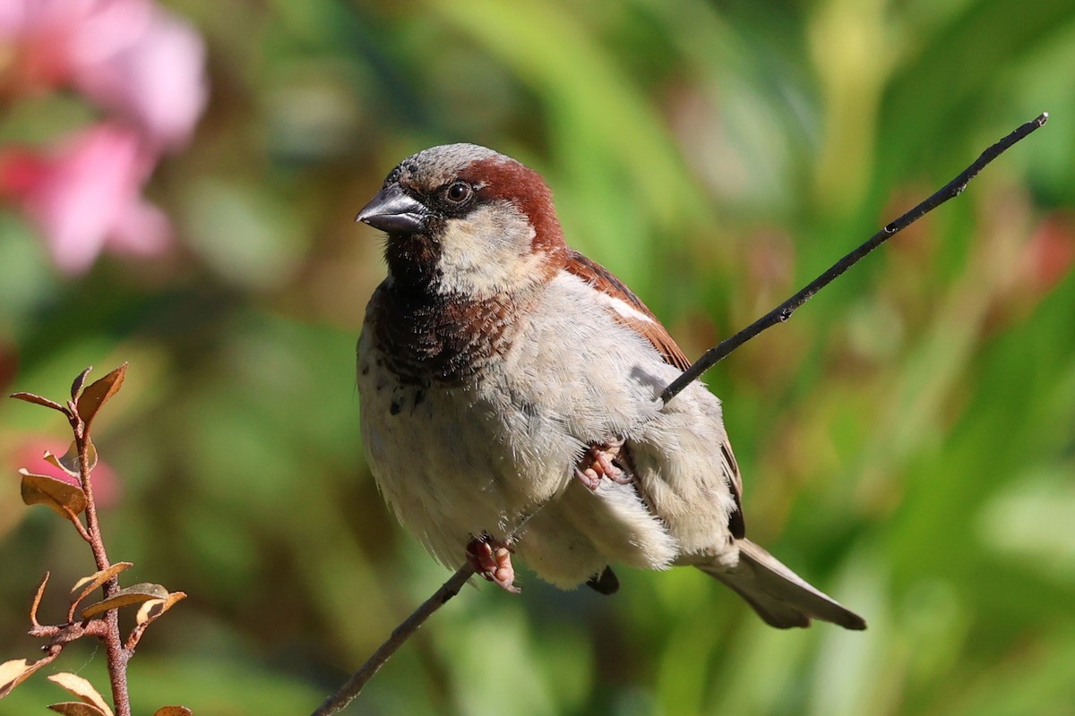 vrabec domácí - ML646658306