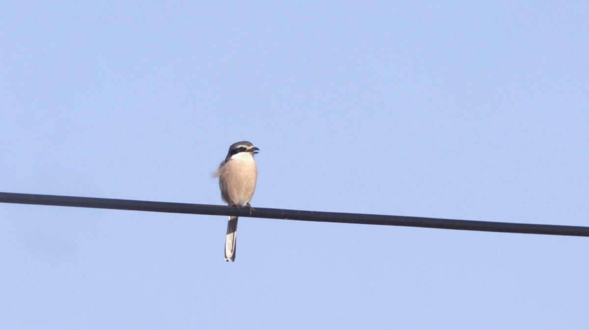 ťuhýk iberský - ML646658307