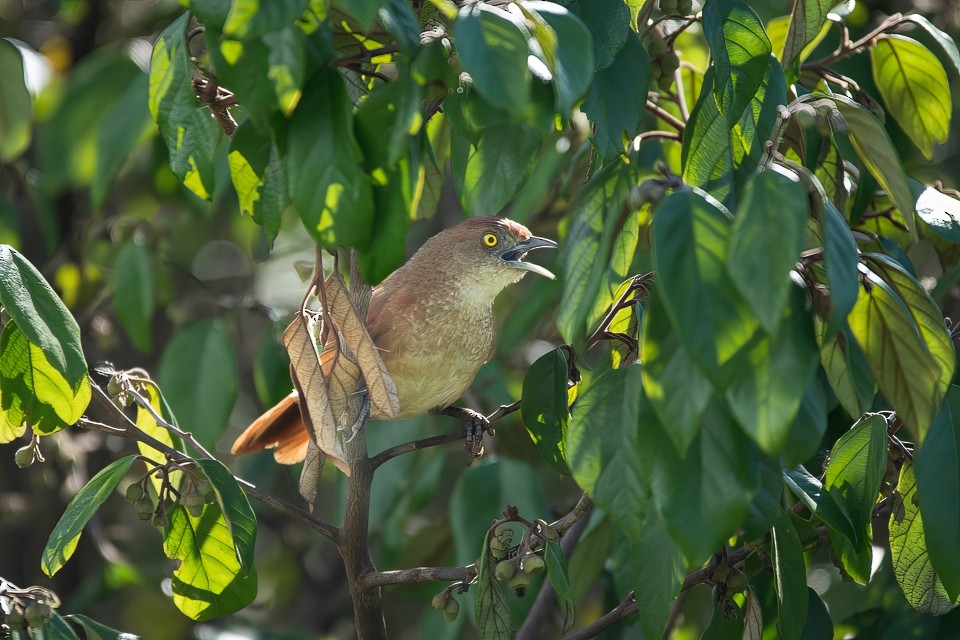 Greater Thornbird - ML646658308