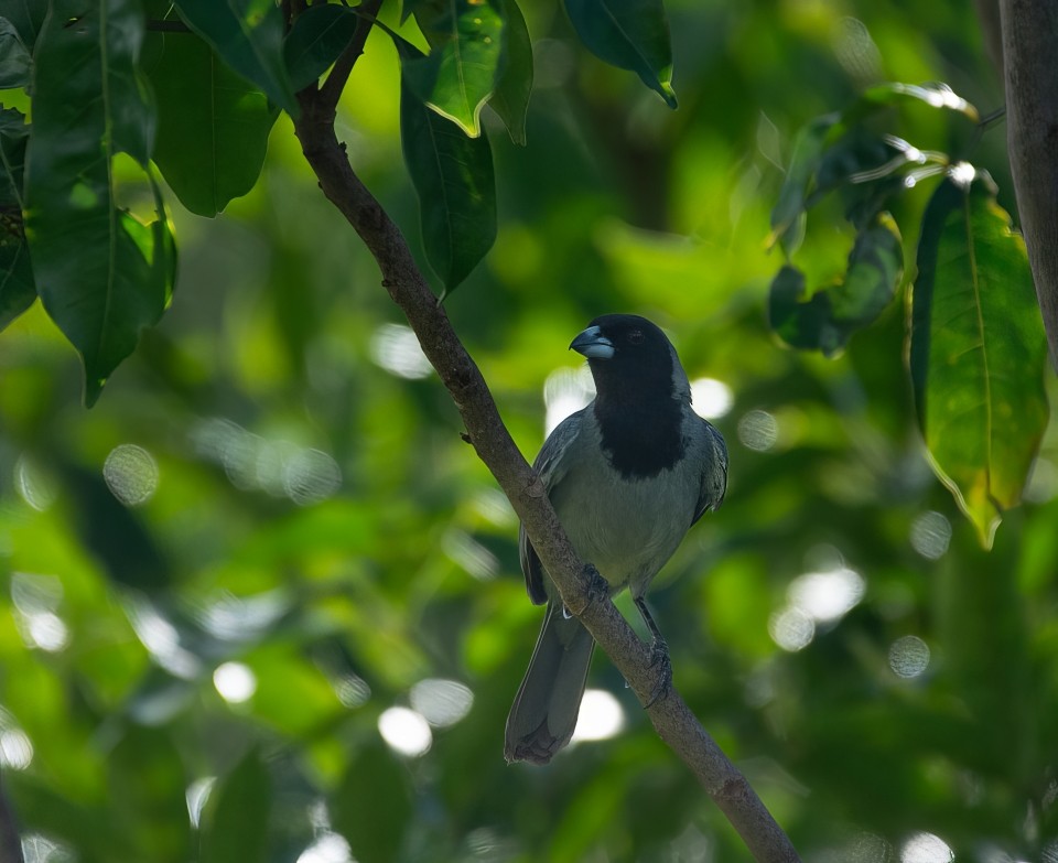 Black-faced Tanager - ML646658314