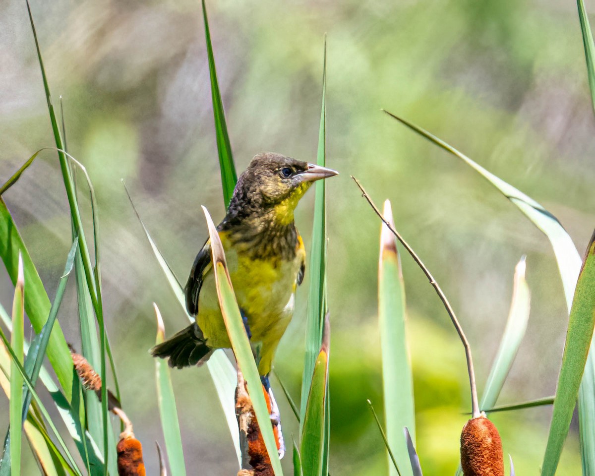 Unicolored Blackbird - ML646658315