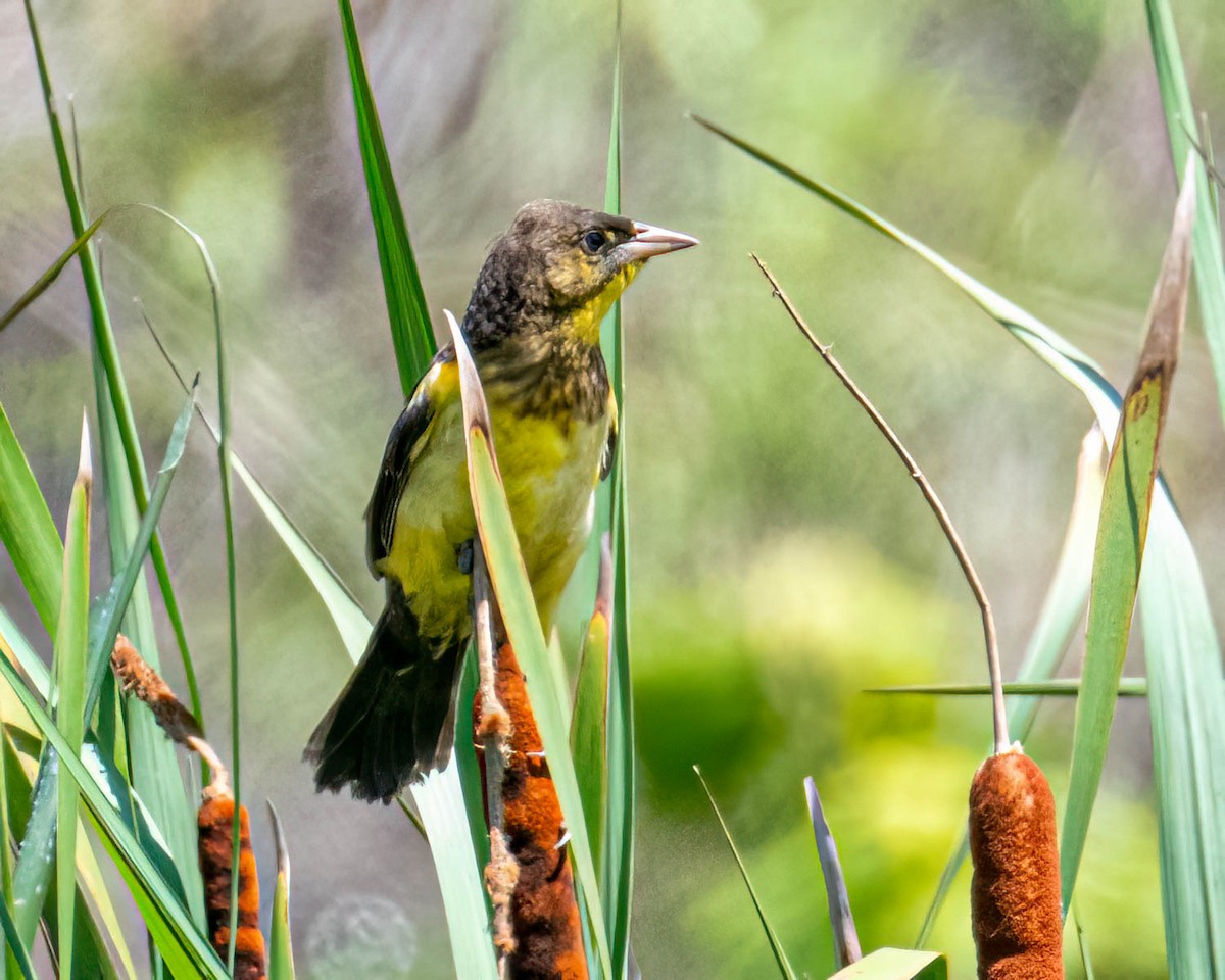 Unicolored Blackbird - ML646658316