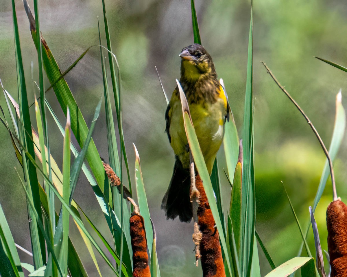 Unicolored Blackbird - ML646658317