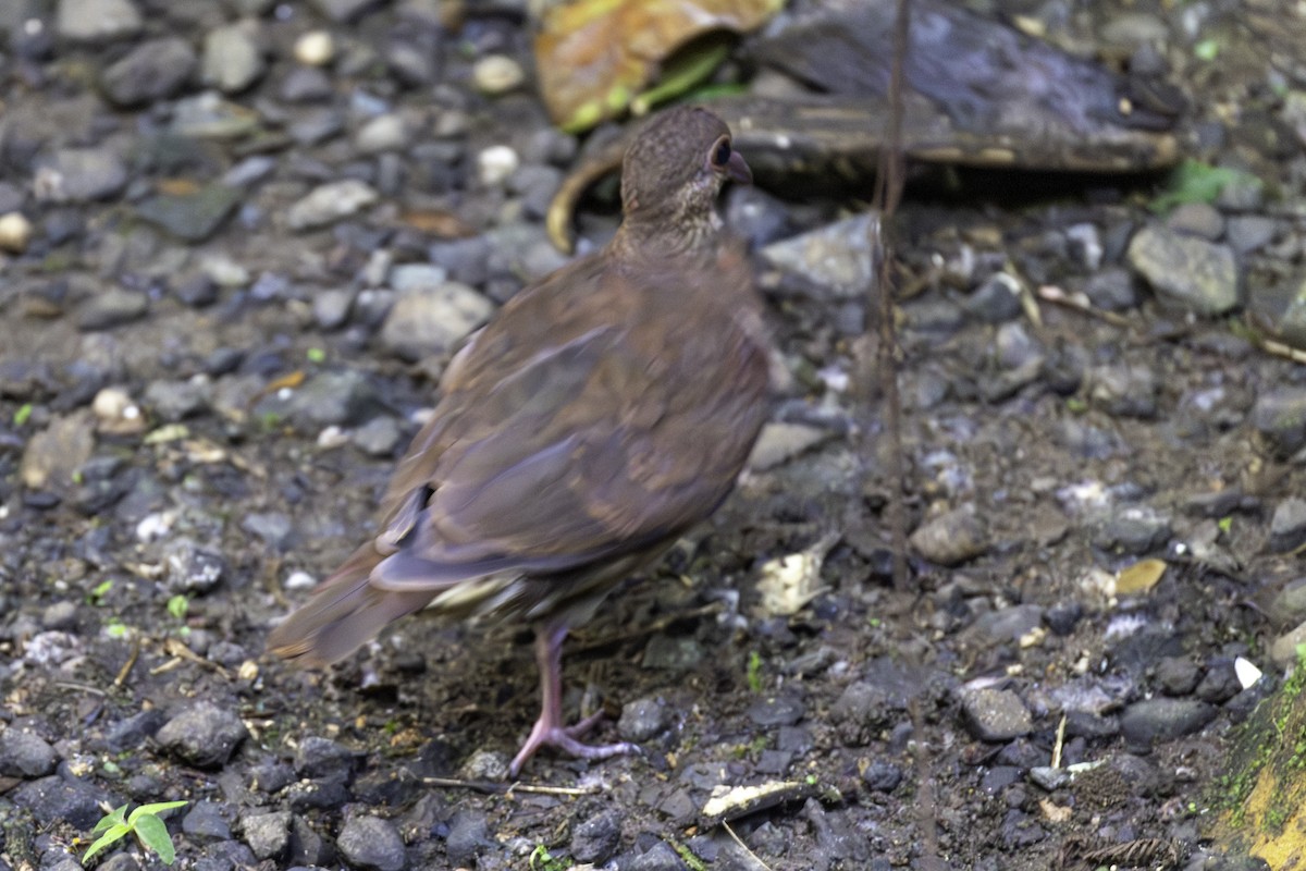 holub hnědočervený - ML646658318