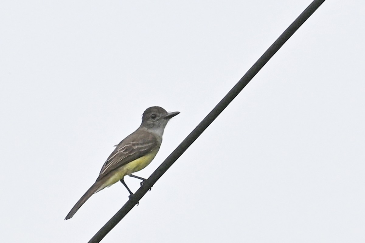 Short-crested Flycatcher - ML646658319