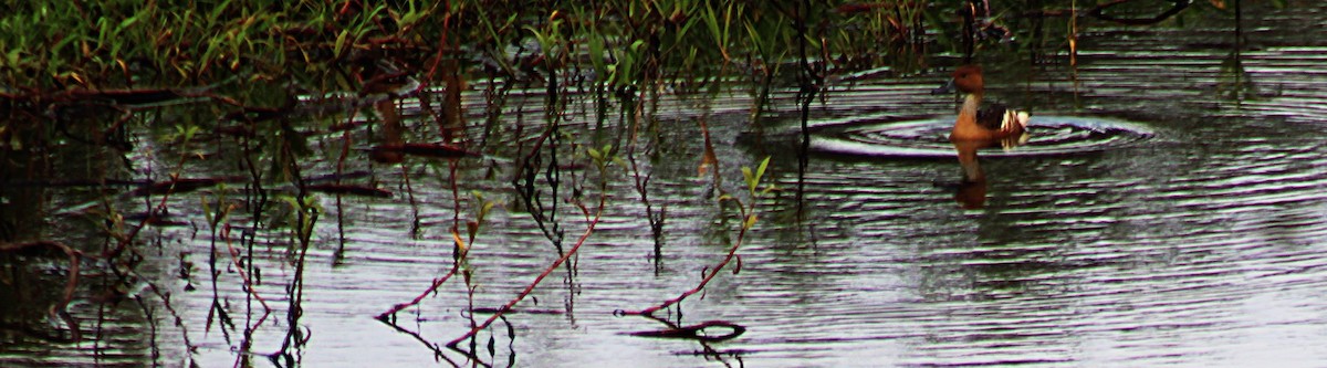 čírka skořicová - ML646658320