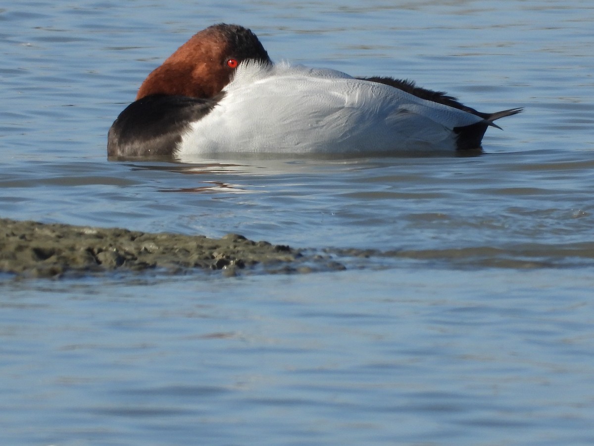 Canvasback - ML646658321
