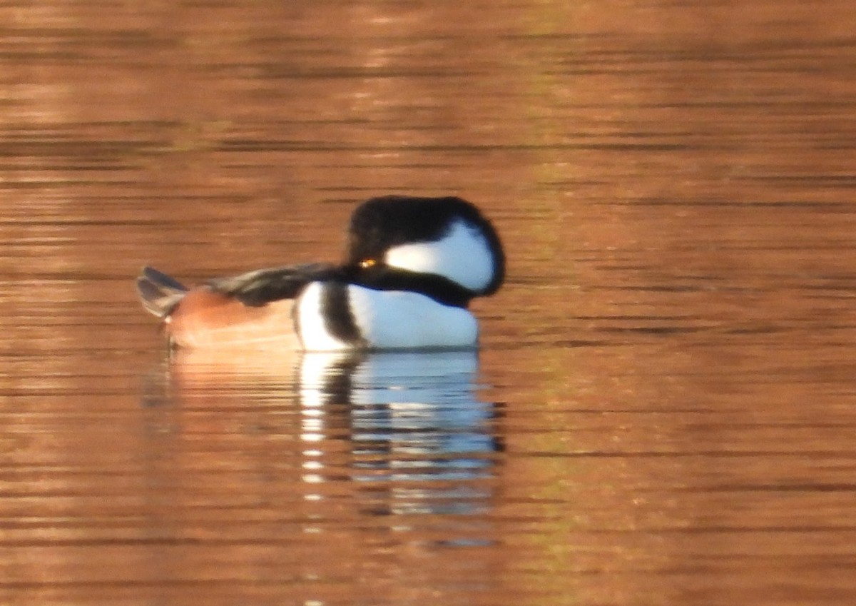 オウギアイサ - ML646658324