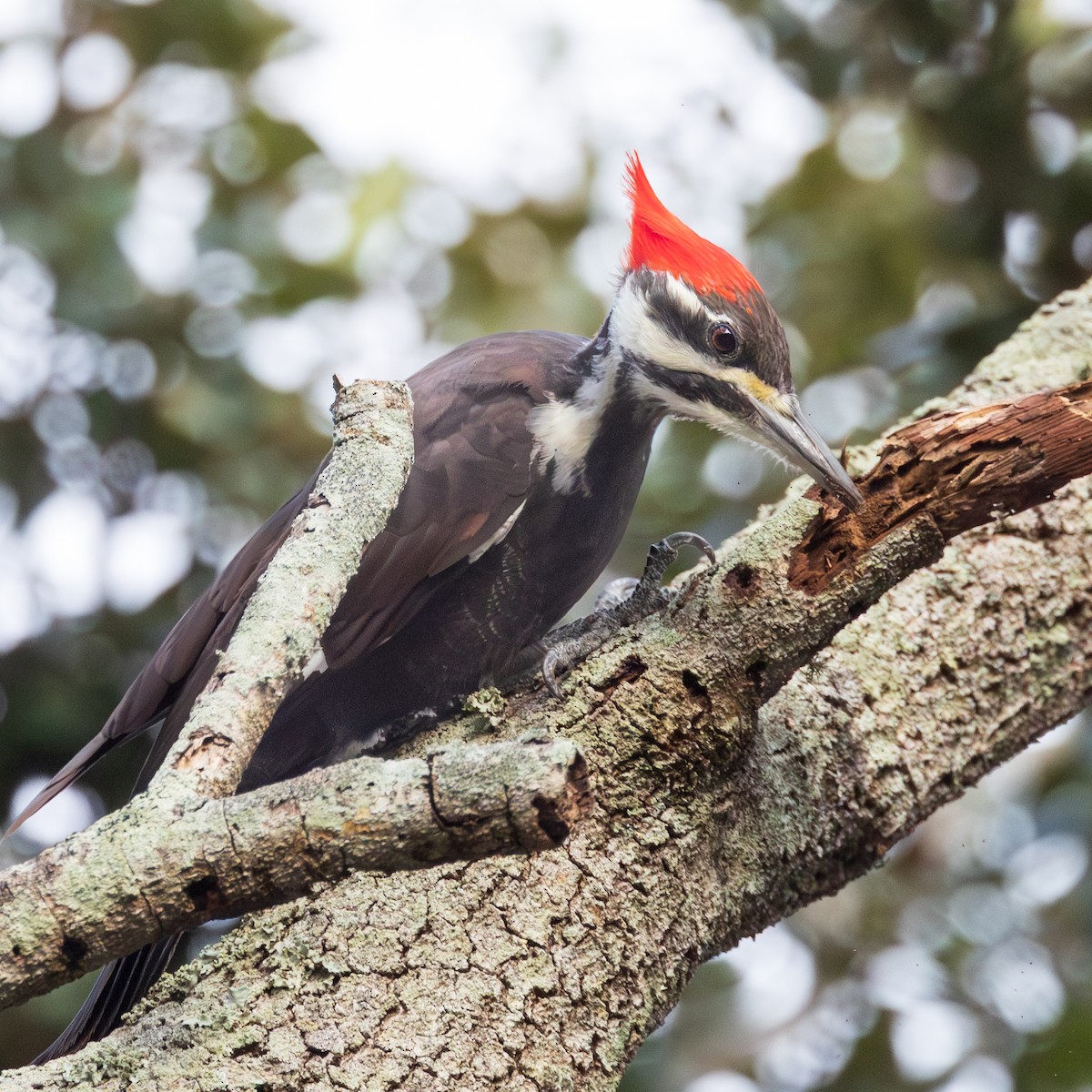 Pileated Woodpecker - ML646658327