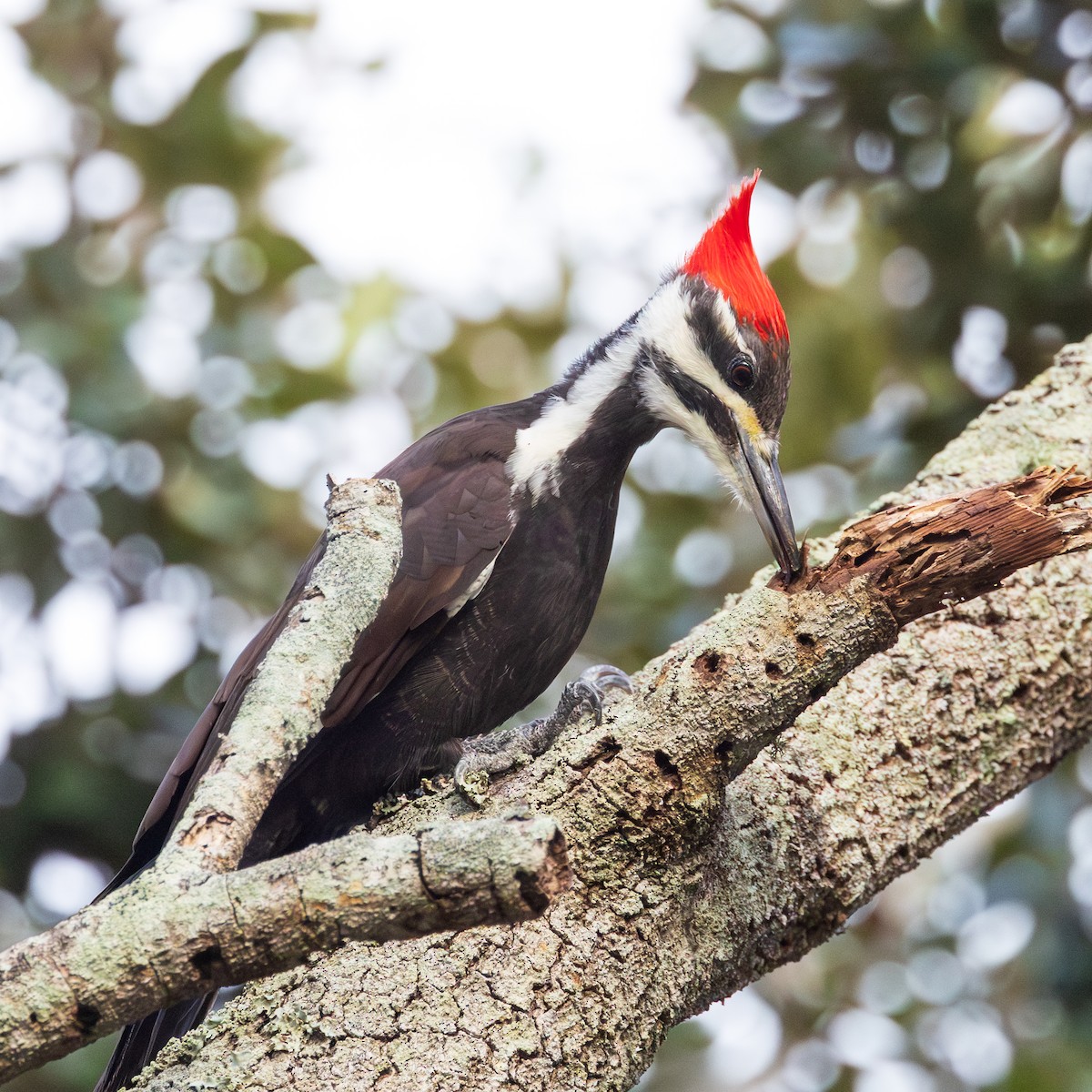 Pileated Woodpecker - ML646658328