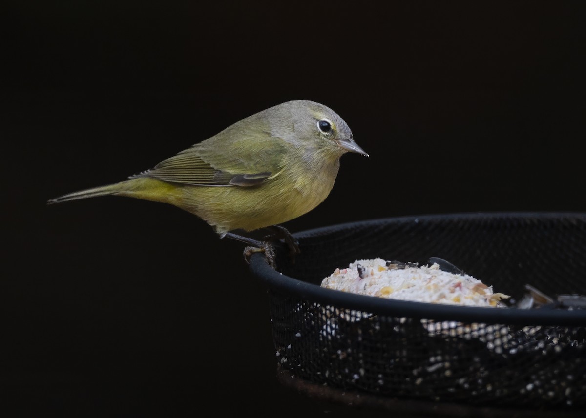 Orangefleck-Waldsänger - ML646658329