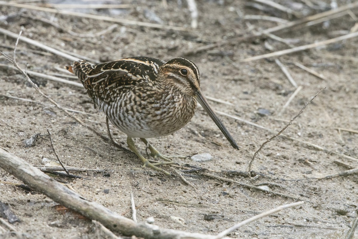 חרטומית אמריקנית - ML646658336