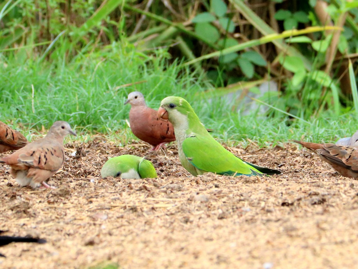 Papagai bulargrisa - ML646658338