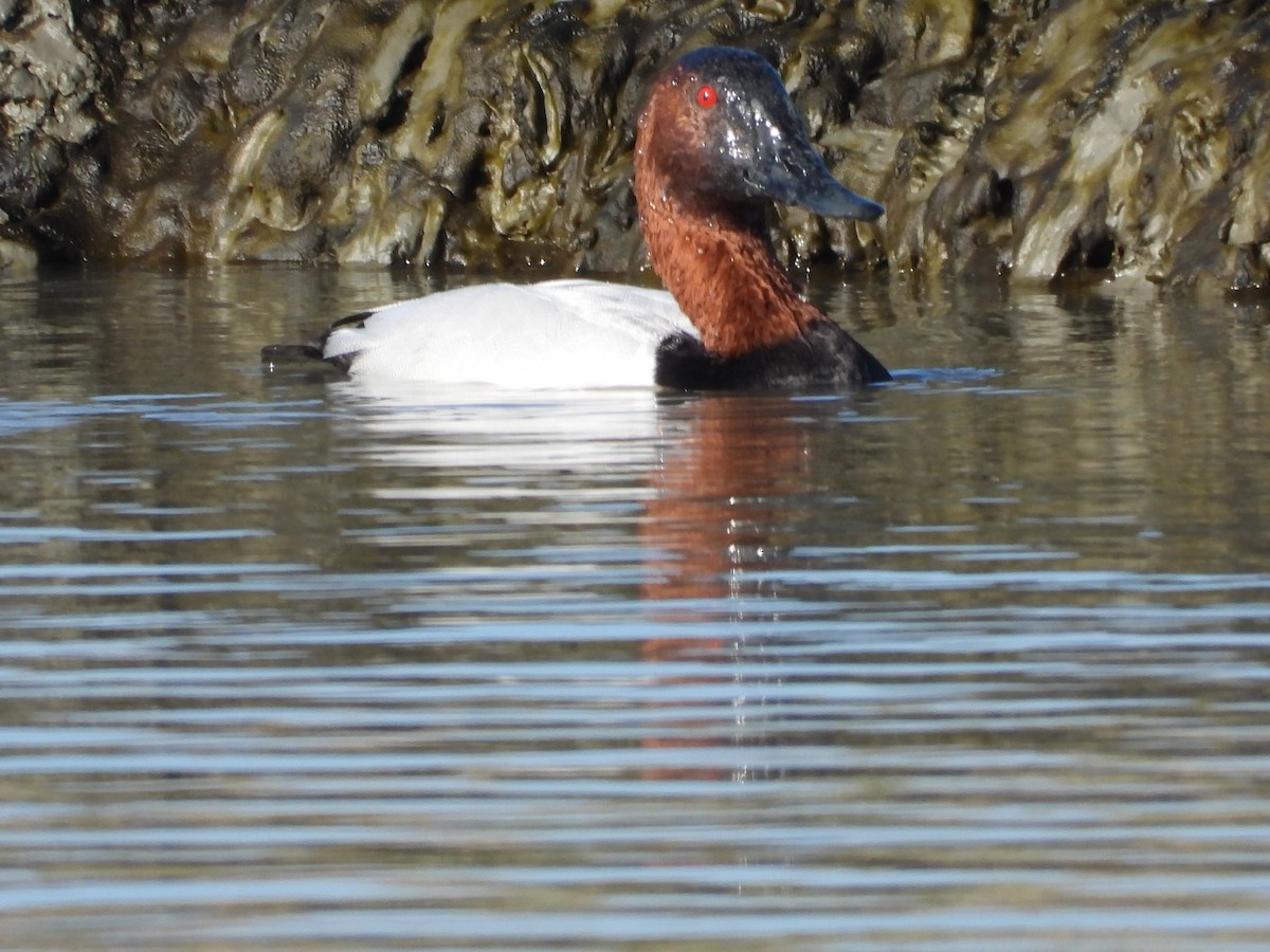 Canvasback - ML646658339