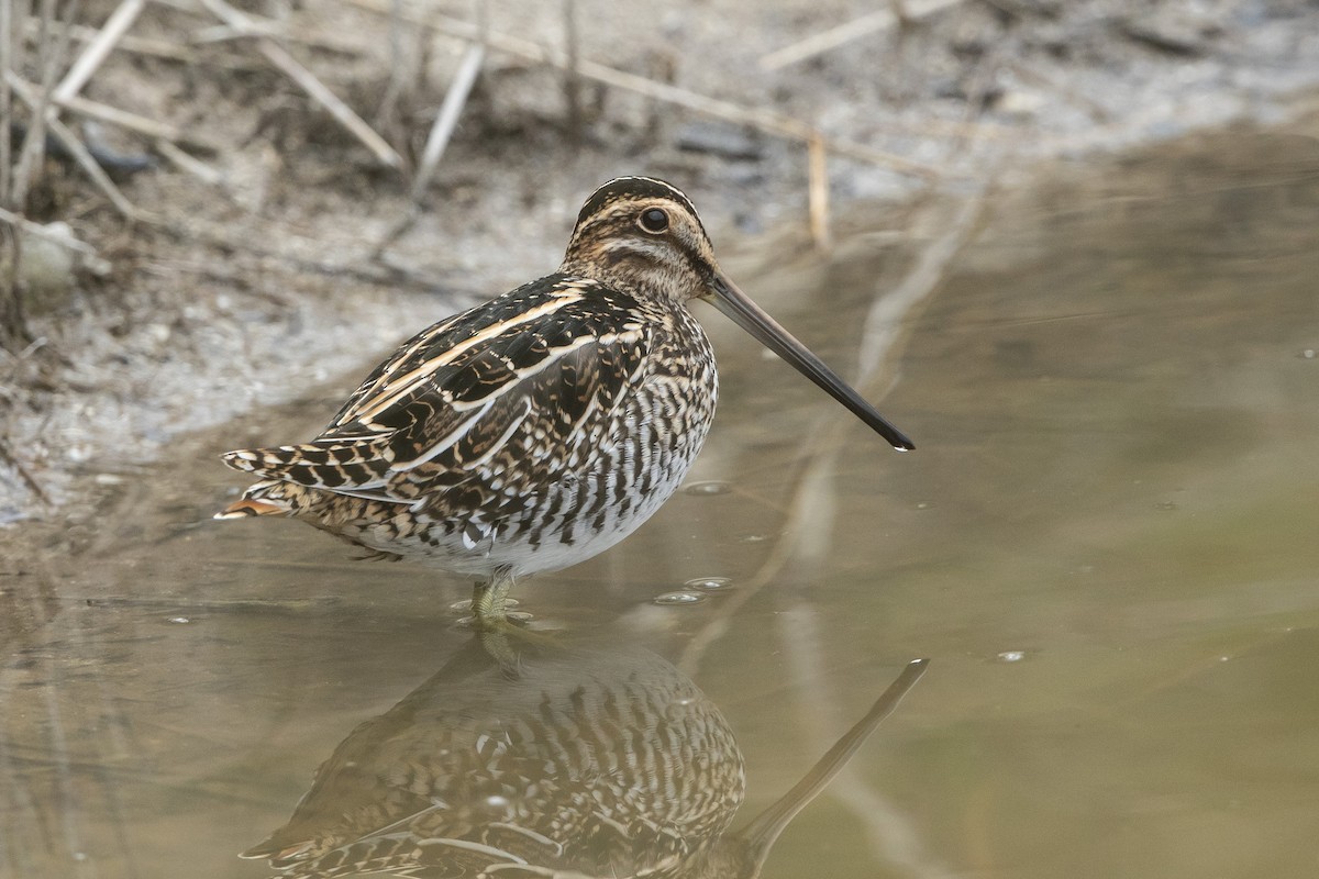 חרטומית אמריקנית - ML646658340