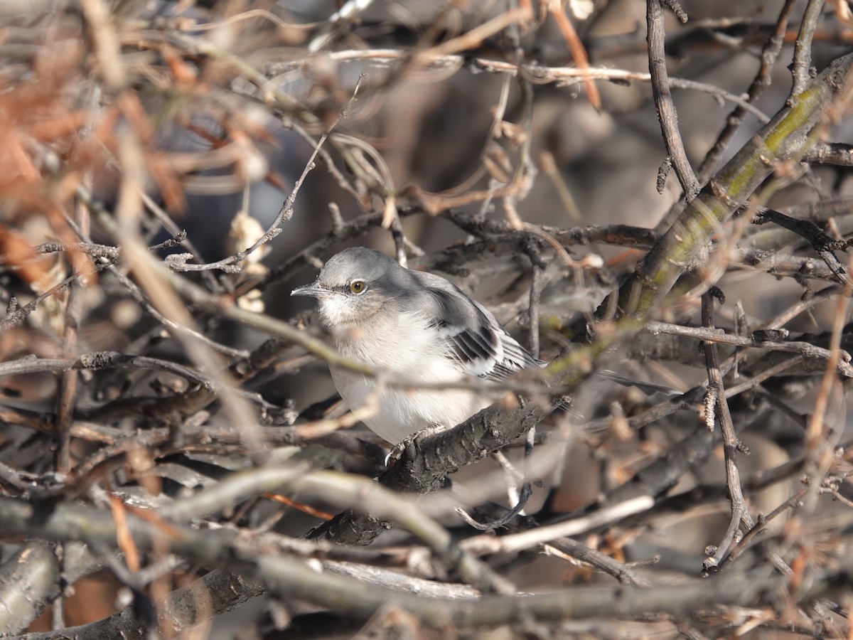 Northern Mockingbird - ML646658343