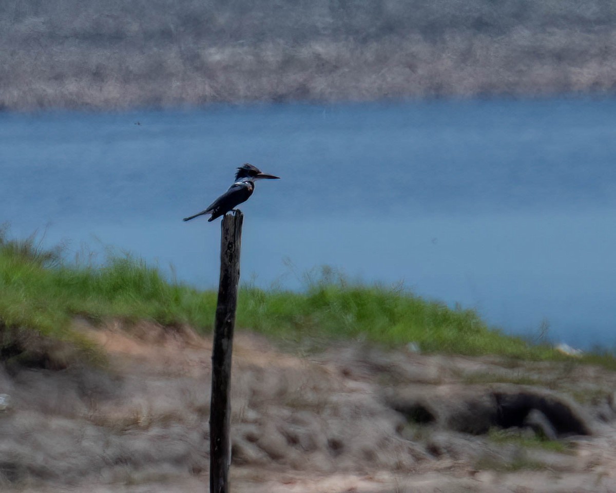 Ringed Kingfisher - ML646658345