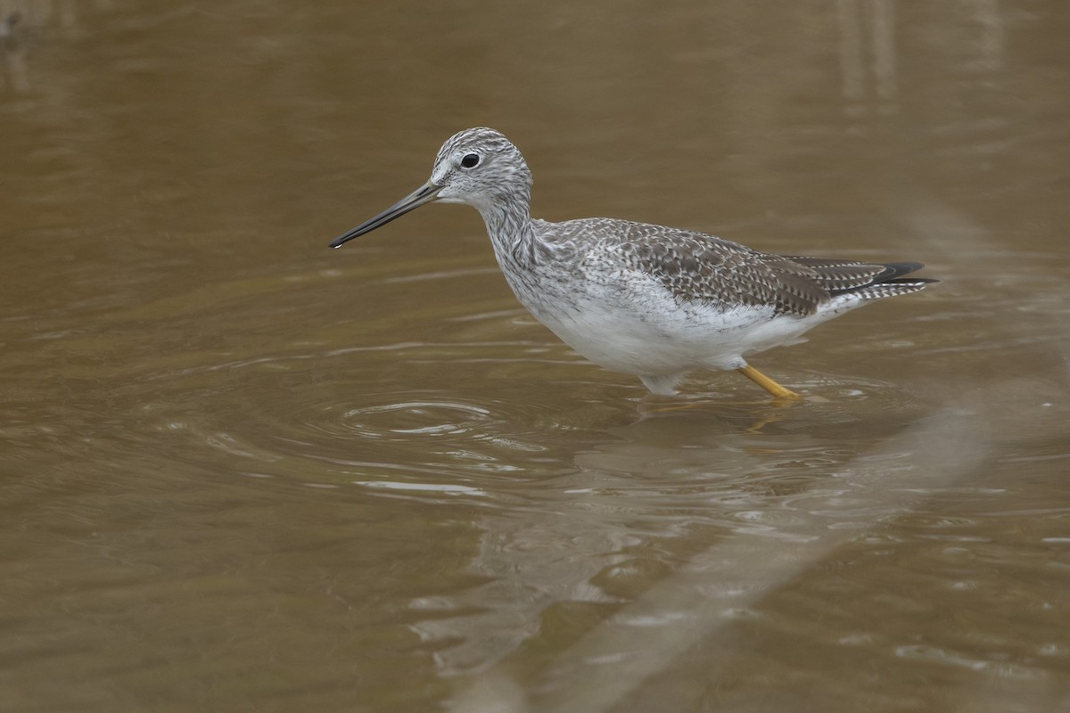 ביצנית עקודה - ML646658347