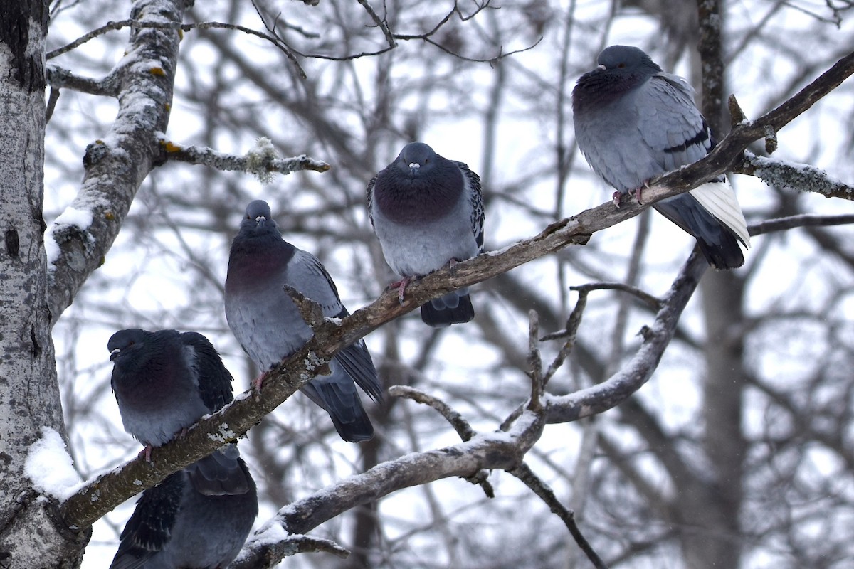 holub skalní (domácí) - ML646658355