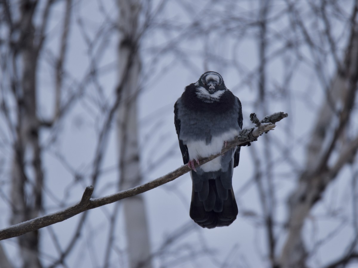 holub skalní (domácí) - ML646658357