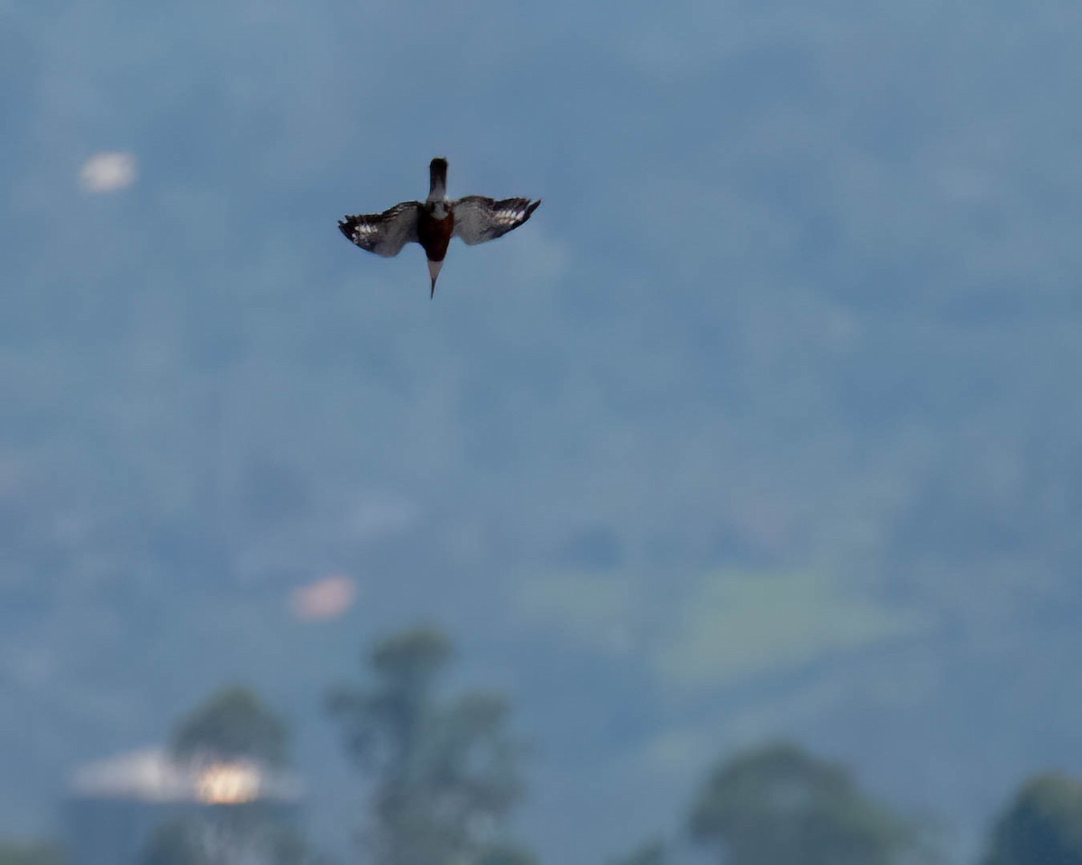 Ringed Kingfisher - ML646658363