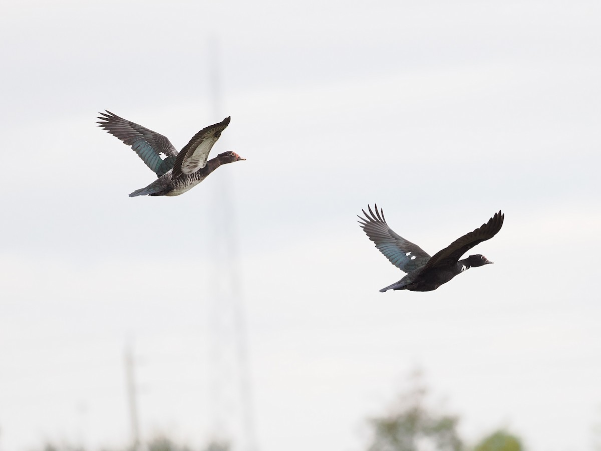 moskusand (domestisert knoppand) - ML646658364