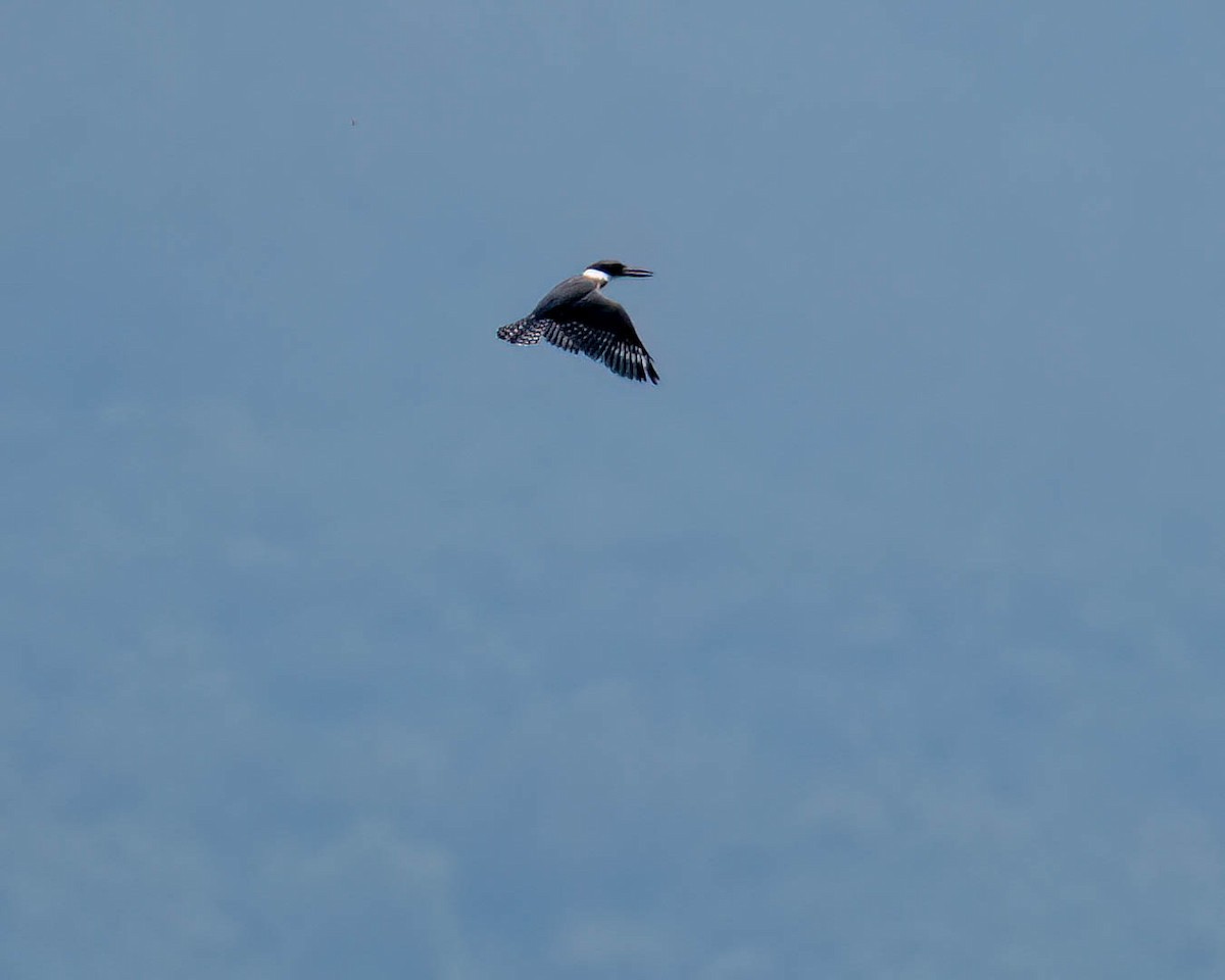 Ringed Kingfisher - ML646658366