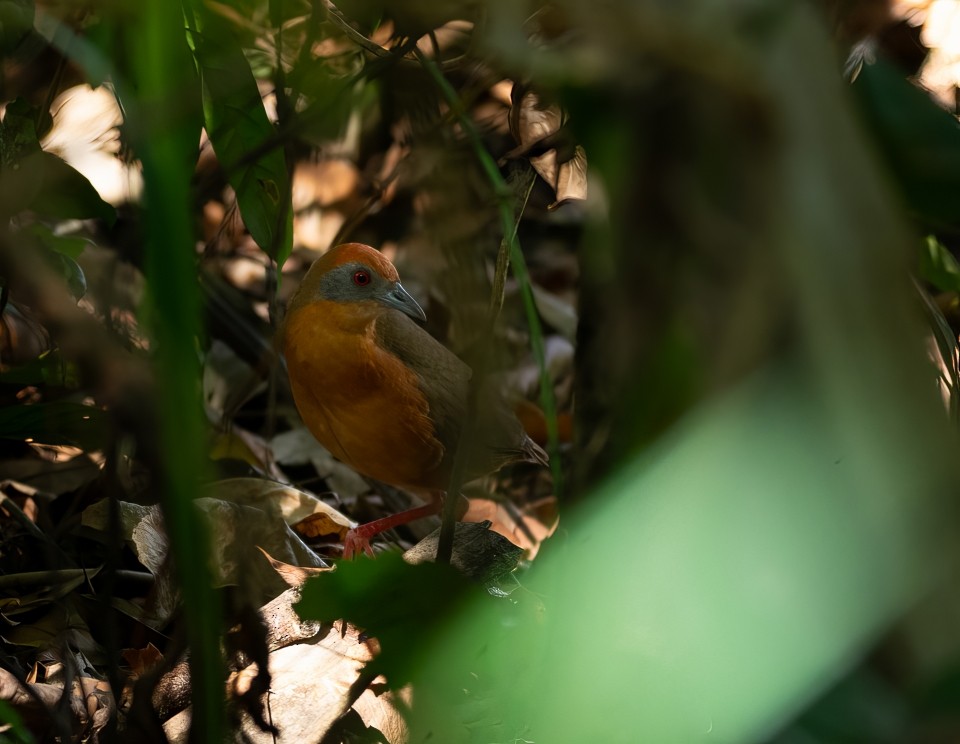 Russet-crowned Crake - ML646658369